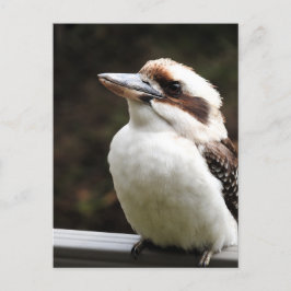 Kookaburra Briefkaart