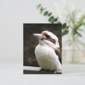 Kookaburra Briefkaart (Staand voorkant)