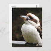 Kookaburra Briefkaart (Voorkant / Achterkant)