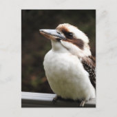 Kookaburra Briefkaart (Voorkant)