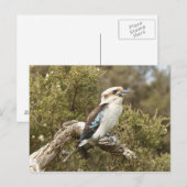 Kookaburra Briefkaart (Voorkant / Achterkant)