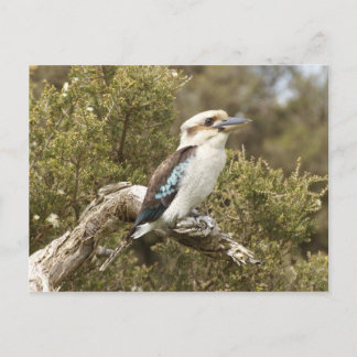 Kookaburra Briefkaart