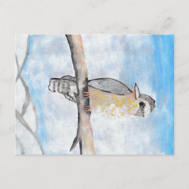 Kookaburra Briefkaart