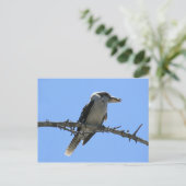Kookaburra Briefkaart (Staand voorkant)