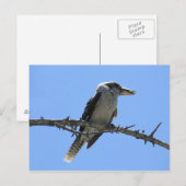 Kookaburra Briefkaart (Voorkant / Achterkant)