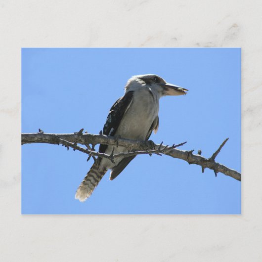 Kookaburra Briefkaart (Voorkant)
