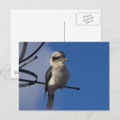 Kookaburra Briefkaart (Voorkant / Achterkant)