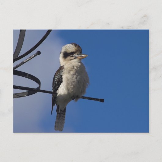 Kookaburra Briefkaart (Voorkant)