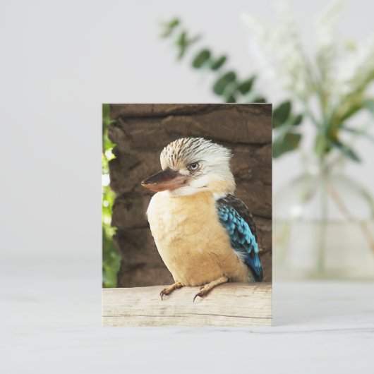 Kookaburra Briefkaart (Staand voorkant)