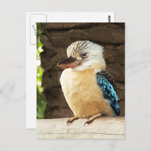 Kookaburra Briefkaart (Voorkant / Achterkant)
