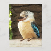 Kookaburra Briefkaart (Voorkant)