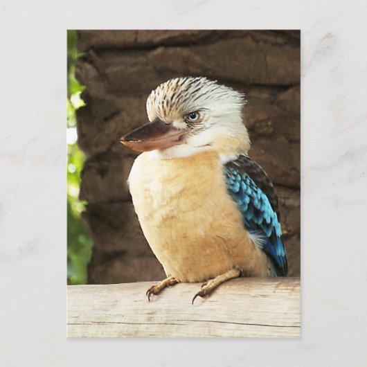 Kookaburra Briefkaart (Voorkant)