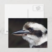Kookaburra Briefkaart (Voorkant / Achterkant)