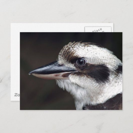 Kookaburra Briefkaart (Voorkant / Achterkant)