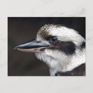 Kookaburra Briefkaart