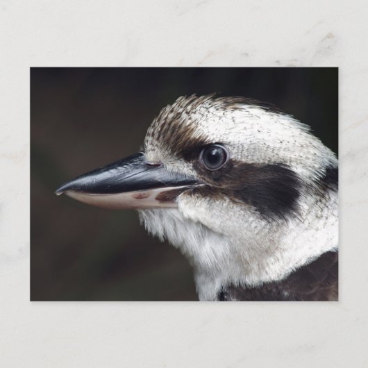 Kookaburra Briefkaart (Voorkant)