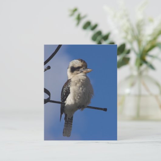 Kookaburra Briefkaart (Staand voorkant)