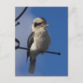 Kookaburra Briefkaart (Voorkant)