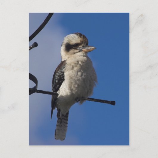 Kookaburra Briefkaart (Voorkant)