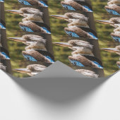 Kookaburra Cadeaupapier (Hoek)