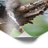 Kookaburra gezien op Fraser Island Foto Afdruk (Hoek)