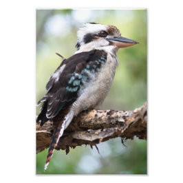 Kookaburra gezien op Fraser Island Foto Afdruk