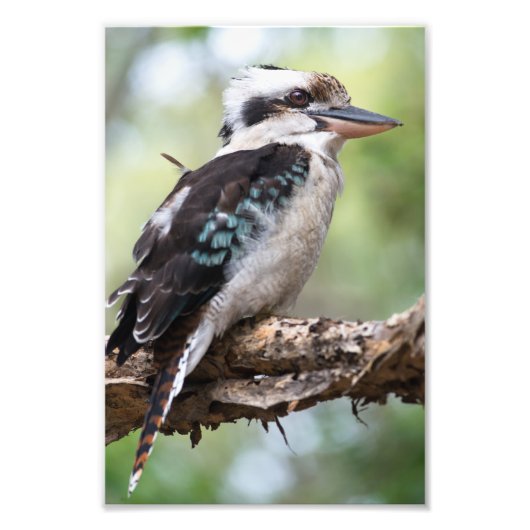 Kookaburra gezien op Fraser Island Foto Afdruk (Voorkant)