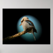 Kookaburra in de schijnwerpers poster (Voorkant)