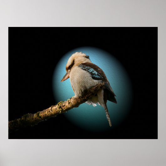 Kookaburra in de schijnwerpers poster (Voorkant)