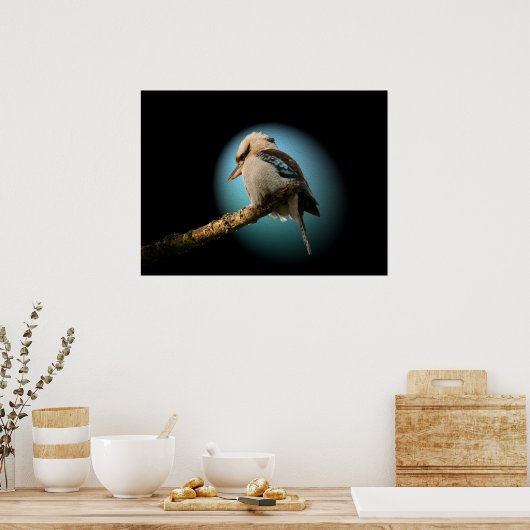 Kookaburra in de schijnwerpers poster (Keuken)