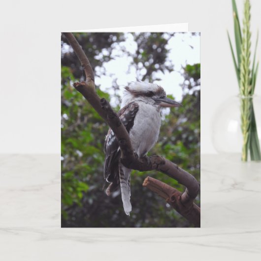 Kookaburra Kaart (Voorkant)
