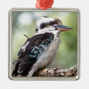 Kookaburra lachen op Fraser Island Australia Metalen Ornament