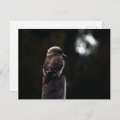 Kookaburra Lafter in Moonlight Briefkaart (Voorkant / Achterkant)