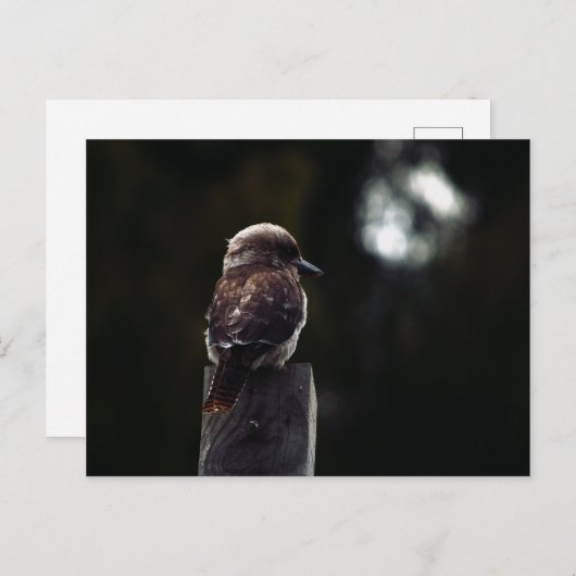 Kookaburra Lafter in Moonlight Briefkaart (Voorkant / Achterkant)