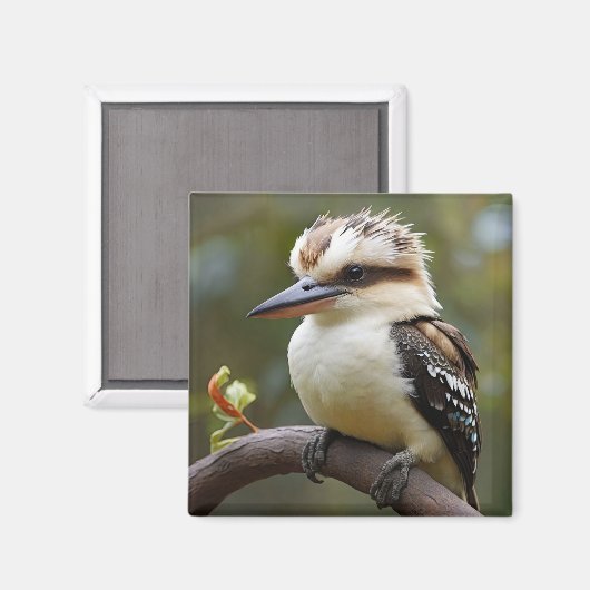 Kookaburra Magneet (Voorkant / Achterkant)