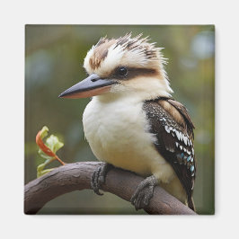Kookaburra Magneet