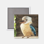Kookaburra Magneet (Voorkant / Achterkant)