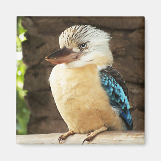 Kookaburra Magneet