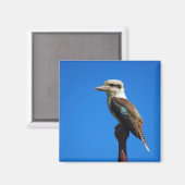 kookaburra magneet (Voorkant / Achterkant)