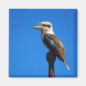 kookaburra magneet (Voorkant)