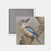 Kookaburra Magnet (Voorkant / Achterkant)