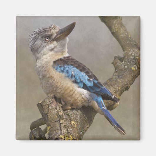 Kookaburra Magnet (Voorkant)