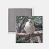 Kookaburra Magnet (Voorkant / Achterkant)