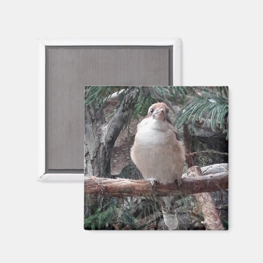 Kookaburra Magnet (Voorkant / Achterkant)