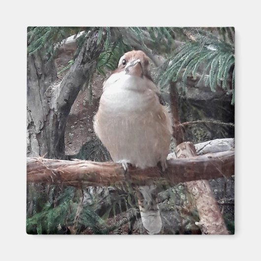 Kookaburra Magnet (Voorkant)