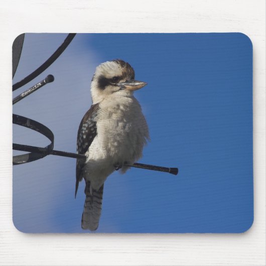 Kookaburra Muismat (Voorkant)