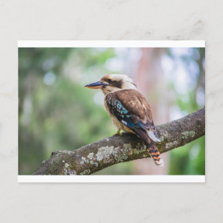 Kookaburra op tak briefkaart