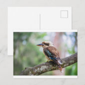 Kookaburra op tak briefkaart (Voorkant / Achterkant)