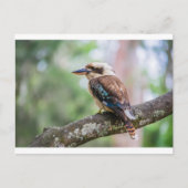 Kookaburra op tak briefkaart (Voorkant)