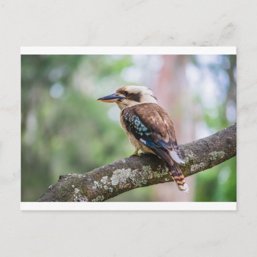 Kookaburra op tak briefkaart (Voorkant)